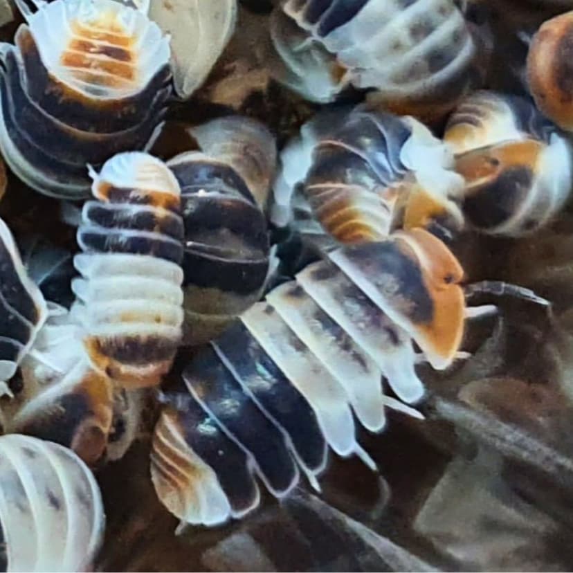 Cubaris sp. “White Shark”