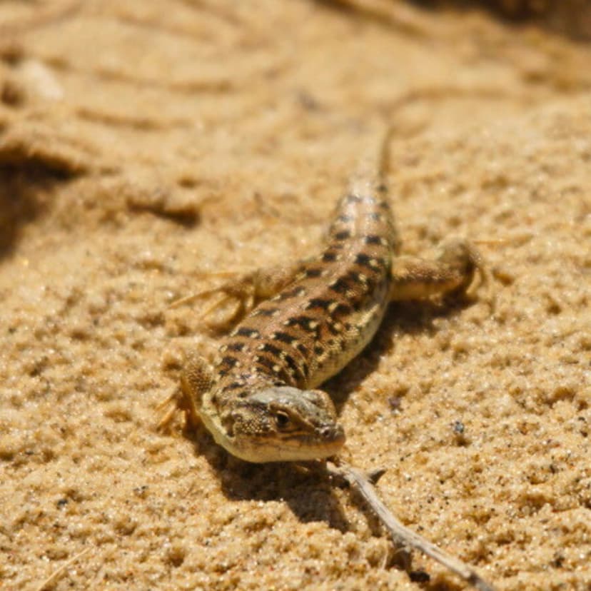 Steppe runner, Steppe racerunner