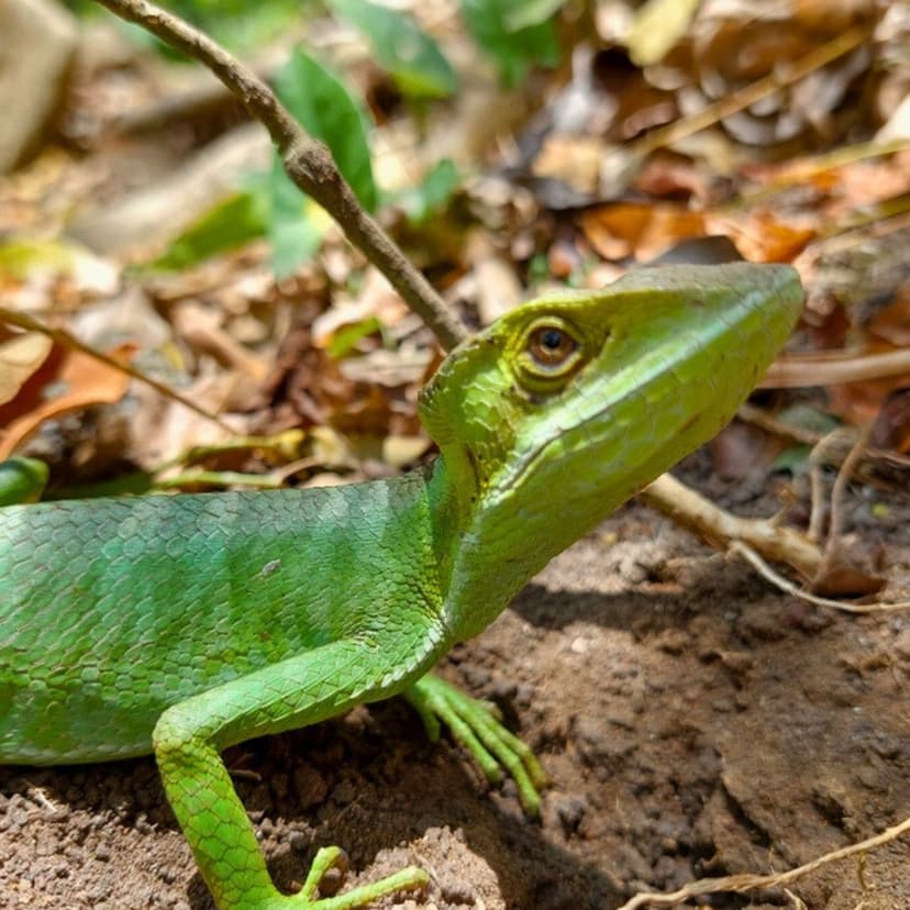 Lézard casqué (ou lézard à casque plat, lézard à tête conique)
