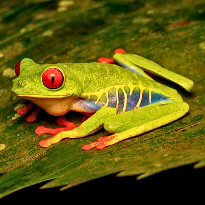 Rainette aux yeux rouges